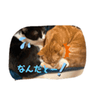 ねこちゃんSTAMP（個別スタンプ：27）