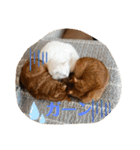 ねこちゃんSTAMP（個別スタンプ：28）