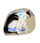 ねこちゃんSTAMP（個別スタンプ：29）