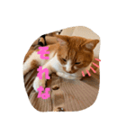 ねこちゃんSTAMP（個別スタンプ：31）