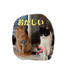 ねこちゃんSTAMP（個別スタンプ：32）