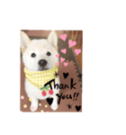 柴犬のゆず（個別スタンプ：1）