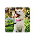柴犬のゆず（個別スタンプ：2）