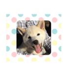 柴犬のゆず（個別スタンプ：3）