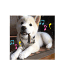 柴犬のゆず（個別スタンプ：4）