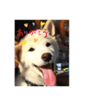 柴犬のゆず（個別スタンプ：5）