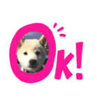 柴犬のゆず（個別スタンプ：6）