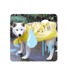 柴犬のゆず（個別スタンプ：7）