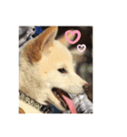 柴犬のゆず（個別スタンプ：8）
