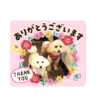 トイプードルのパルピノ⑦（個別スタンプ：1）