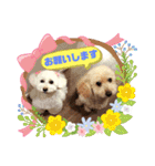 トイプードルのパルピノ⑦（個別スタンプ：7）