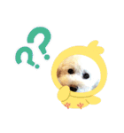 トイプードルのパルピノ⑦（個別スタンプ：9）
