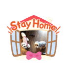 トイプードルのパルピノ⑦（個別スタンプ：11）