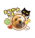 トイプードルのパルピノ⑦（個別スタンプ：12）