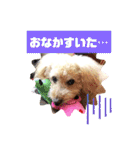 トイプードルのパルピノ⑦（個別スタンプ：28）