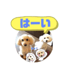 トイプードルのパルピノ⑦（個別スタンプ：32）