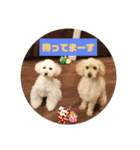トイプードルのパルピノ⑦（個別スタンプ：33）