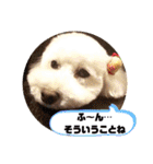 トイプードルのパルピノ⑦（個別スタンプ：34）