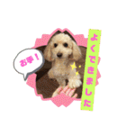 トイプードルのパルピノ⑦（個別スタンプ：35）