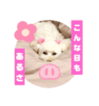 トイプードルのパルピノ⑦（個別スタンプ：36）