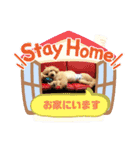 トイプードルのパルピノ⑦（個別スタンプ：39）