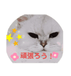 FUJIitt（個別スタンプ：14）