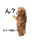 トイプー ユメタロウ（個別スタンプ：1）