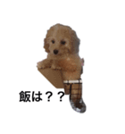 トイプー ユメタロウ（個別スタンプ：3）