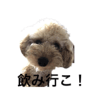 トイプー ユメタロウ（個別スタンプ：4）