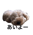 トイプー ユメタロウ（個別スタンプ：5）