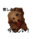 トイプー ユメタロウ（個別スタンプ：6）