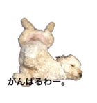 トイプー ユメタロウ（個別スタンプ：7）