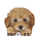 トイプー ユメタロウ（個別スタンプ：8）