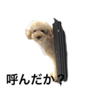 トイプー ユメタロウ（個別スタンプ：9）