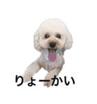 トイプー ユメタロウ（個別スタンプ：10）