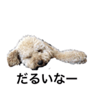 トイプー ユメタロウ（個別スタンプ：12）