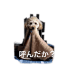 トイプー ユメタロウ（個別スタンプ：13）