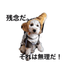 トイプー ユメタロウ（個別スタンプ：14）