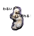 トイプー ユメタロウ（個別スタンプ：16）