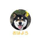 うにの日常会話（個別スタンプ：1）