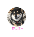 うにの日常会話（個別スタンプ：8）