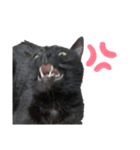 黒猫ひじきの日常会話スタンプ（個別スタンプ：4）