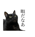 黒猫ひじきの日常会話スタンプ（個別スタンプ：5）