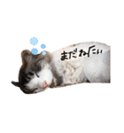 スーパーキュート（個別スタンプ：18）