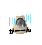 チンチラのポンくん（個別スタンプ：3）