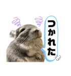 チンチラのポンくん（個別スタンプ：18）