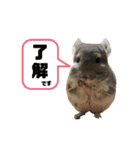 チンチラのポンくん（個別スタンプ：28）