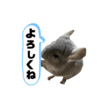チンチラのポンくん（個別スタンプ：33）