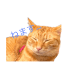 茶トラのレッチェくん（個別スタンプ：1）
