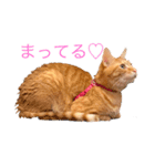 茶トラのレッチェくん（個別スタンプ：4）